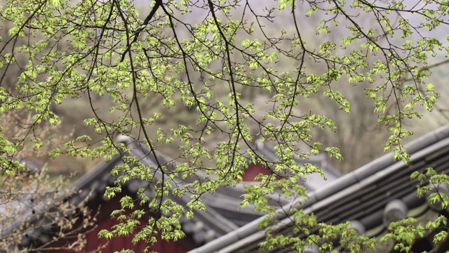 韩国全罗南道顺天溪松光沙寺枫树上的花蕾视频素材画面3