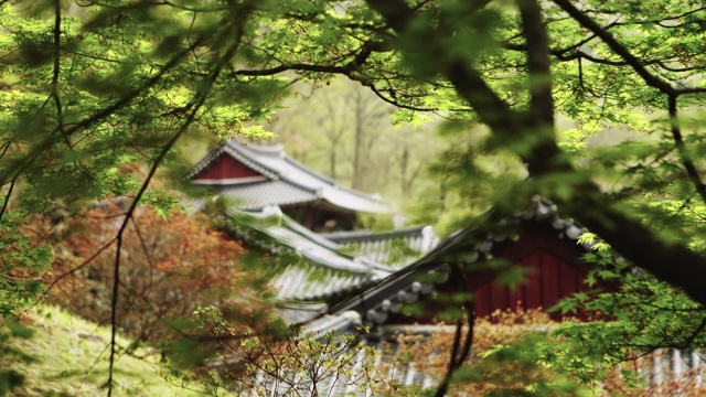 韩国全罗南道顺天溪松光沙寺光泉厅的枫树视频素材