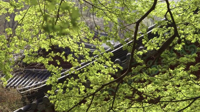 韩国全罗南道顺天寺松光沙寺的绿色枫树视频素材