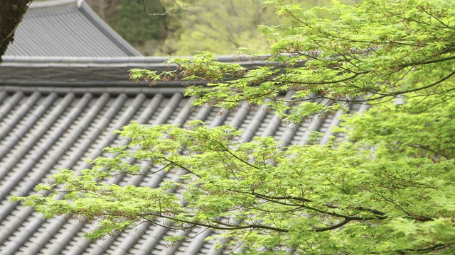 韩国全罗南道顺天溪松光沙寺枫树上的花蕾视频素材