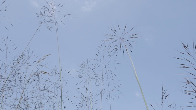 夏日的雨水在湛蓝的天空下摇曳，慢动作视频素材