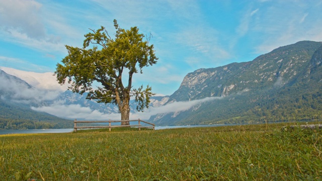 Bohinj湖边的一棵孤独的树视频素材