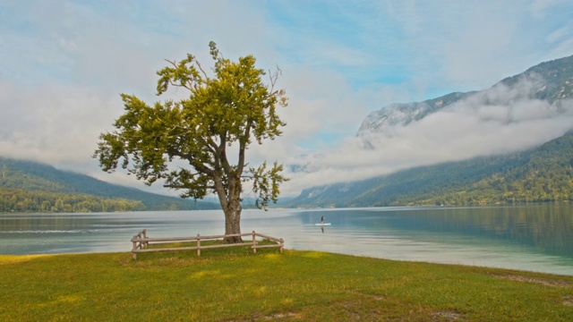 SLO MO树在湖边Bohinj视频素材