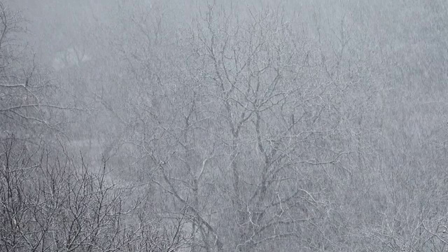 冬天有暴风雪。视频素材