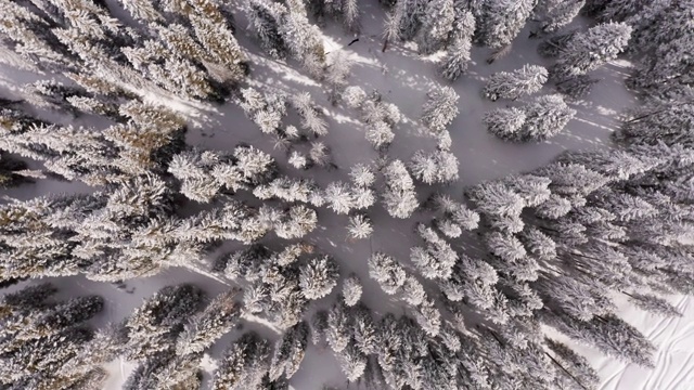 松树在冬季高空向下视频素材