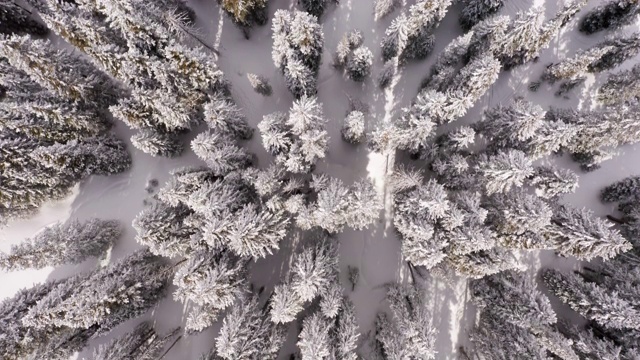 松树在冬季高空向下视频素材