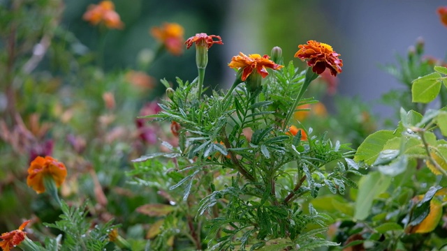 雨中法国万寿菊的特写视频素材