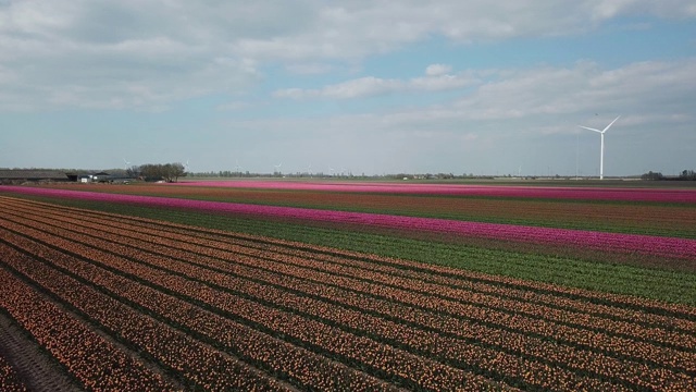 荷兰的红色郁金香花-空中视频素材画面2