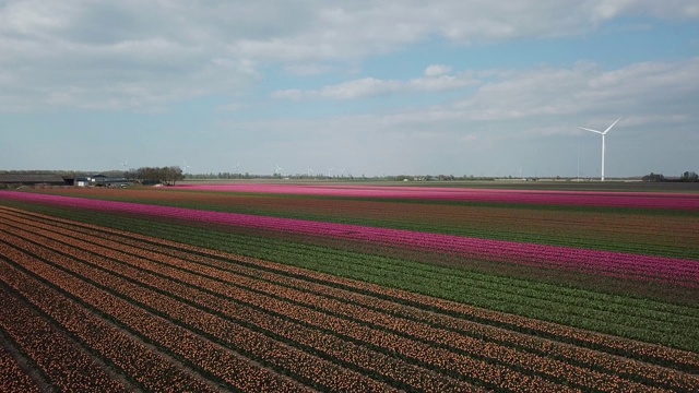 荷兰的红色郁金香花-空中视频素材画面3