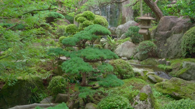 美丽的日本花园，装饰树木和锦鲤鱼塘视频素材