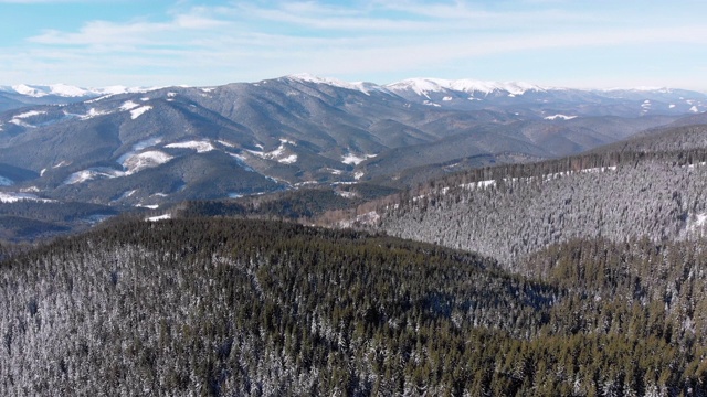 飞过风景雪山云杉森林在雪山喀尔巴阡山顶视频素材