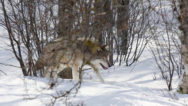 狼犬在森林里的雪地上行走视频素材