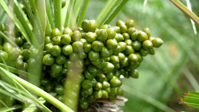 西班牙的植物。棕榈树的绿叶和果实的特写。巴萨4 k。视频素材