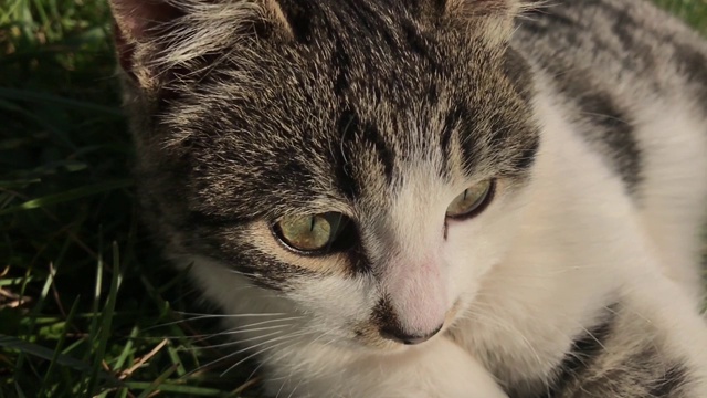 灰白相间的小猫户外慢动作视频素材