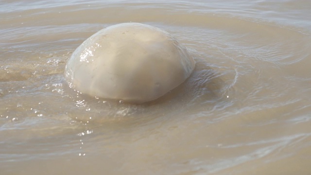 近距离观察刺胞动物门在海浪中死亡的巨型生物视频素材