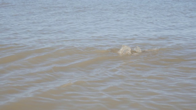 特写真实的水母，全球变暖对海滩的影响视频素材