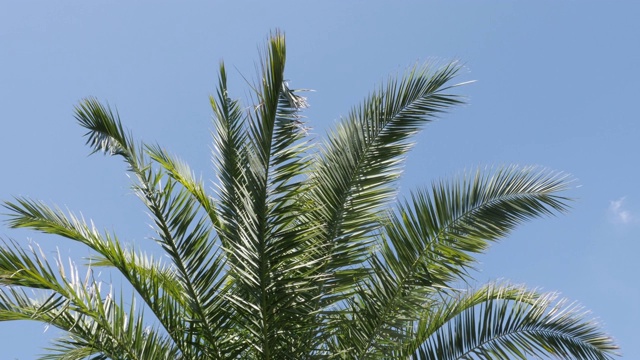 热带背景的槟榔科植物的分支，对抗蓝天4K视频素材