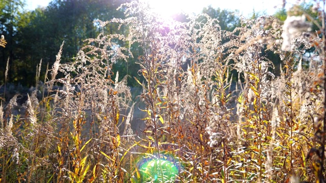 美丽的森林草坪，草木茂盛。明亮温暖的阳光照亮草地。风景自然背景的野生植物。慢镜头摄影视频素材画面1