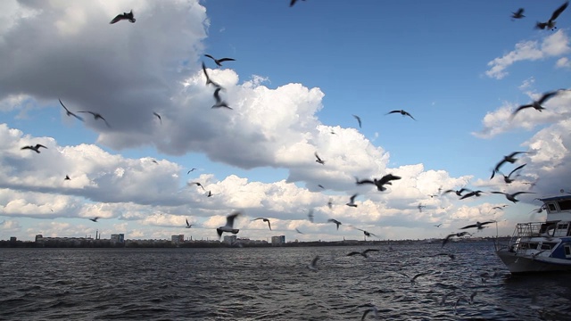 鸟儿、海鸥在码头上空盘旋视频素材