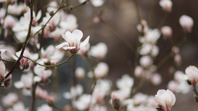 木兰在风中开花视频素材