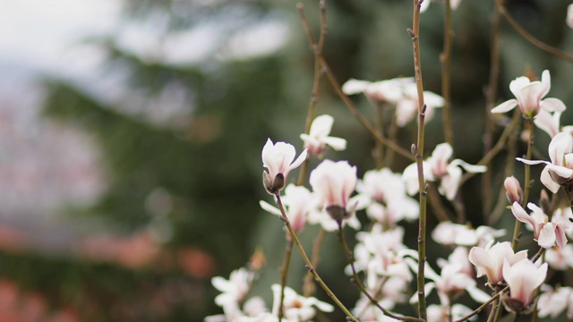 木兰在春天开花视频素材