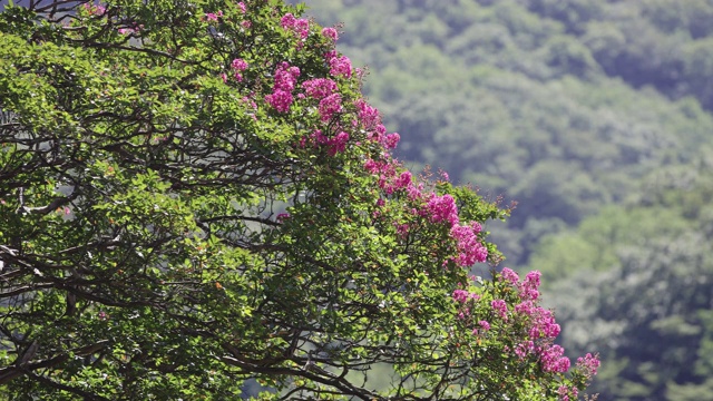 韩国全罗南道顺天溪松光沙寺百日菊视频素材