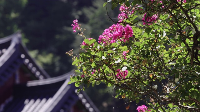 韩国全罗南道顺天溪松光沙寺百日菊视频素材