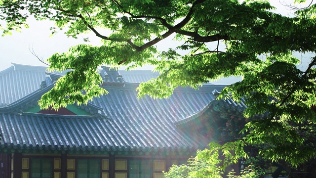 韩国全罗南道顺天寺松光寺的阳光视频素材