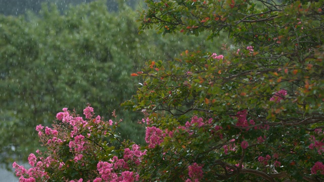 韩国全罗南道顺天溪松光沙寺雨中的紫薇树视频素材