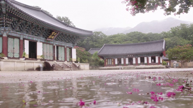 韩国全罗南道顺天溪松光沙寺大恩全殿(主楼)前院的紫薇花视频素材