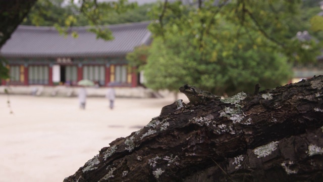 韩国全罗南道顺天市松光寺的绿青蛙视频素材