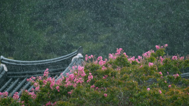 下雨天松光寺/全罗南道顺天溪，韩国视频素材