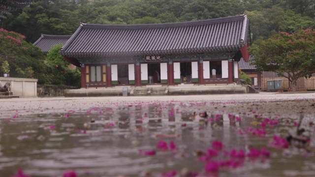 韩国全罗南道顺天溪松光沙寺寺长全堂前院的紫薇花视频素材