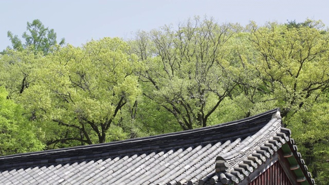 阳光照在韩国全罗南道顺天溪松光沙寺屋顶瓦上视频素材