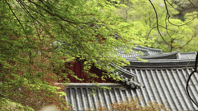 枫树芽和松光沙寺屋顶瓦/全罗南道顺天溪，韩国视频素材