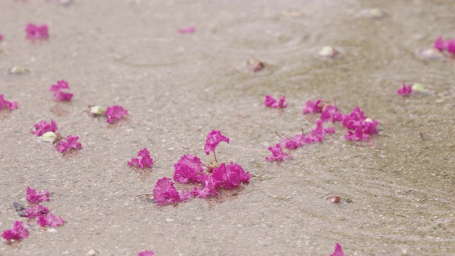 韩国全罗南道顺天溪松光沙寺，雨落在紫薇花上视频素材