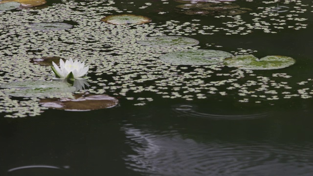 韩国全罗南道顺天溪松光沙寺的雨池视频素材