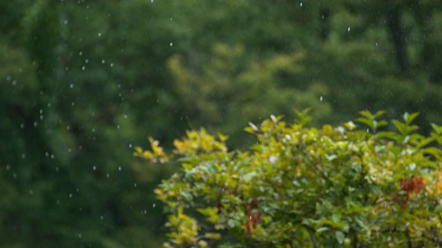 韩国全罗南道顺天寺松光寺屋檐上的雨滴视频素材