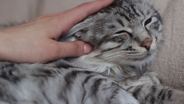 抚摸着一只灰色的虎斑猫视频素材