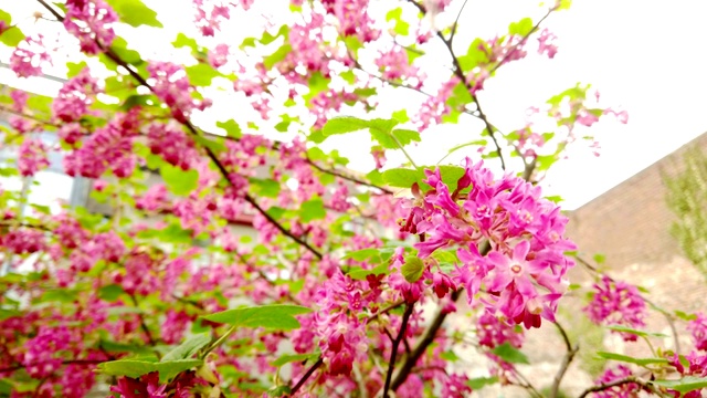 特写的一个花的肋血视频素材