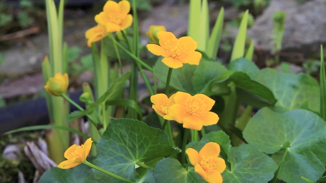 马什万寿菊鲜花视频素材