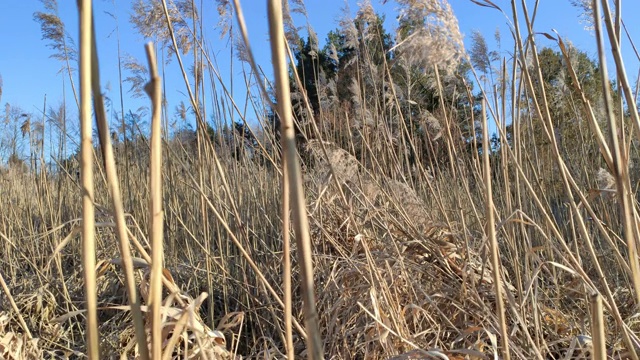 早春常见芦苇，芦苇属视频素材