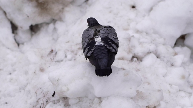 近距离的鸽子坐在白雪上。鸟在公园里清理它的羽毛视频素材