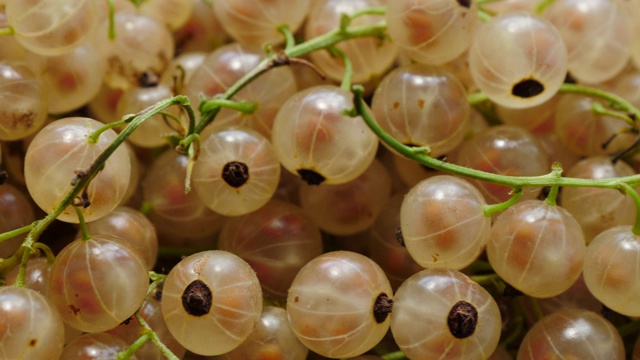 白色的新鲜醋栗浆果靠近视频素材画面3