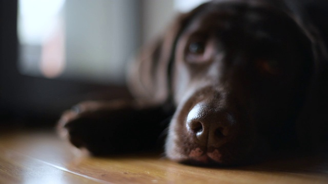 这只棕色拉布拉多猎犬的鼻子会随着呼吸而移动。有选择性的重点视频素材