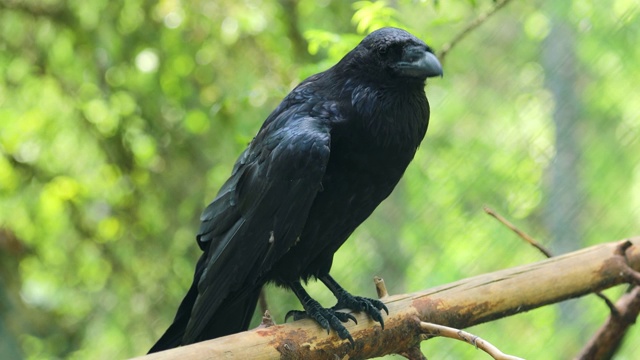 普通渡鸦(Corvus corax)，也被称为北方渡鸦，是一种大型的全黑色雀形目鸟类。它遍布北半球，是所有鸦科动物中分布最广泛的。视频素材