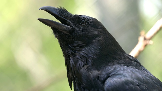 普通渡鸦(Corvus corax)，也被称为北方渡鸦，是一种大型的全黑色雀形目鸟类。它遍布北半球，是所有鸦科动物中分布最广泛的。视频素材