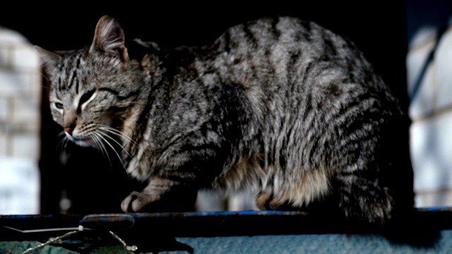 一只严肃的灰猫坐在篱笆上。视频素材