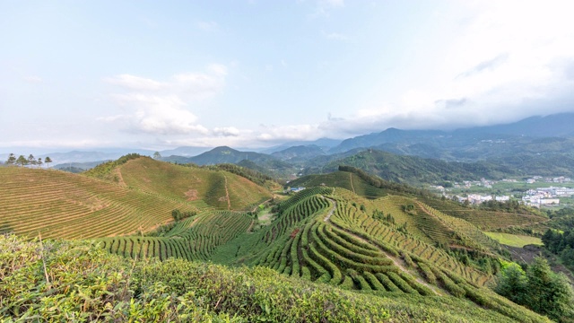 中国农业，茶园延时摄影视频素材