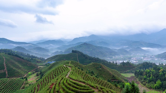 中国农业，茶园延时摄影视频素材